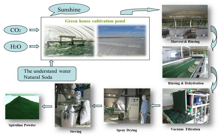 spirulina powder feed manufacturer