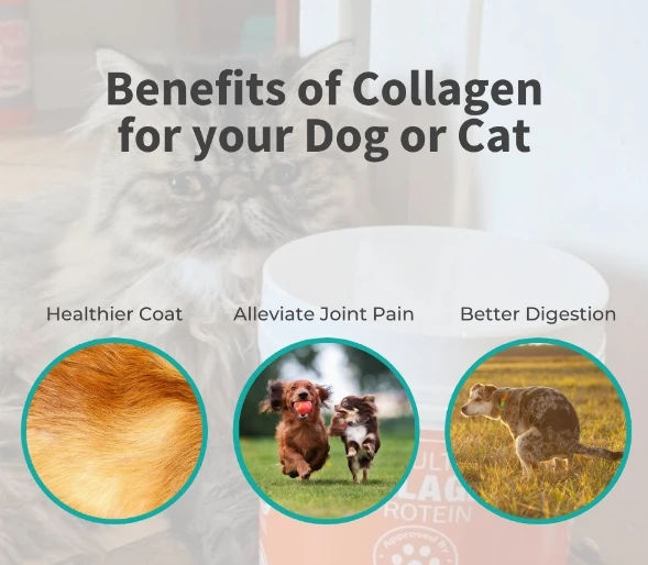 Bulk Collagen Hydrolysate Powder Bulk Collagen Hydrolysate Powder