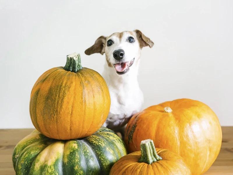 9 Health Benefits of Pumpkin For Dogs 9 Health Benefits of Pumpkin For Dogs